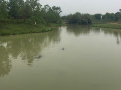 -中国扬子鳄村