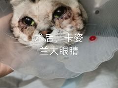 -佳怡动物医院·平价24小时·猫专科骨外科