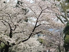 -武汉大学-樱园