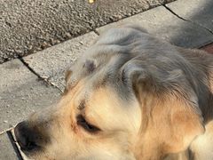 -美联众合宠物医院·爱萌分院·内外科·猫科中心