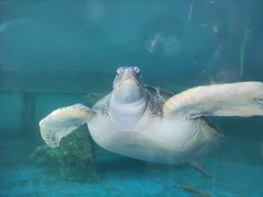 -广东惠东海龟国家级自然保护区