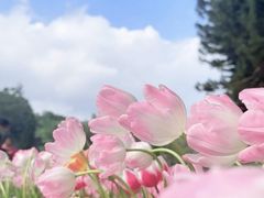 -深圳仙湖植物园