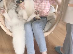 -Husky Go! 哈士奇体验馆·宠物咖啡厅狗咖