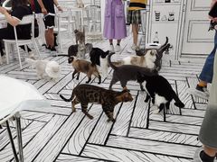 -白夜2D咖啡馆