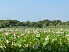 -绍兴镜湖国家城市湿地公园