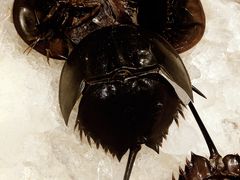 -芭提雅Amporn Seafood自助餐厅