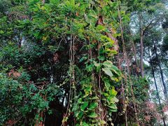 -武吉知马自然保护区