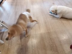 -南京Hallo宠物乐园·哈罗犬舍·柴犬繁育基地