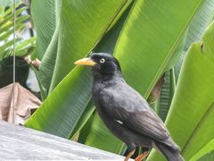 -植物园哈利亚餐厅