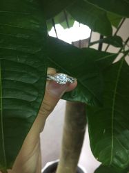 -威德钻石-克拉钻大本营(南京东路店)