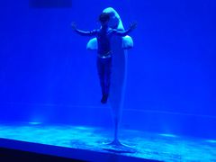 -芜湖新华联大白鲸海洋公园