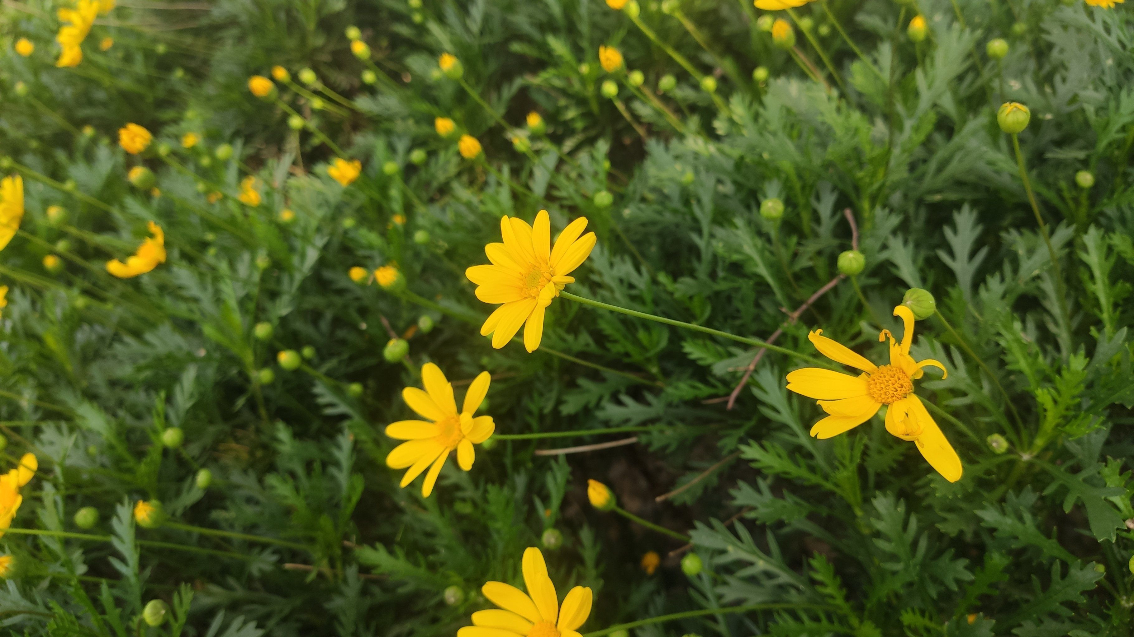 路边的小黄花