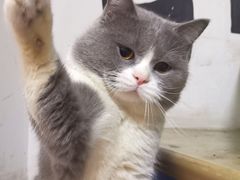 -吴山贡鹅(罍街店)