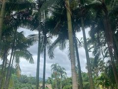 -中国科学院西双版纳热带植物园