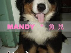 -宠物星动物医院·眼科·异宠·猫科(江南大道总院)