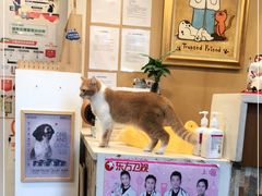 -爱侣·安琦尔宠物医院·中兽医针灸·心内科·狂犬免疫点(宝山区院)