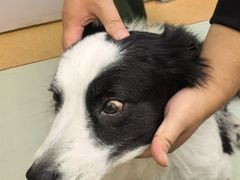 -瑞鹏宠物医院·宠保定点·心脏科·内科(御桥分院)