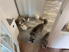 -楼上猫咖(罗湖店)