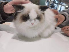 -吉丁鸟咖·异宠·寄养