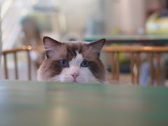 -喵喵咪呀布偶猫咖(春熙路店)