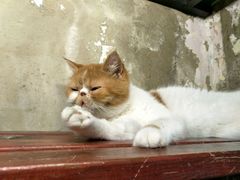 -猫咪博物馆(顶澳仔猫街店)