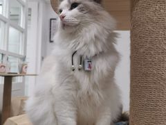 -楼上猫咖(罗湖店)