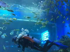 -华夏文旅海洋公园