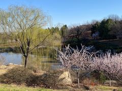 -北京西山国家森林公园