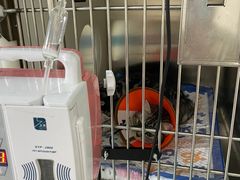-睿金宠物医院·CT·肿瘤·骨外科