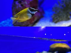 -上海海洋水族馆