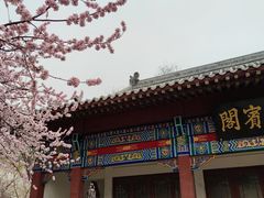 -桃花堤公园