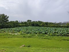 -盘龙城国家考古遗址公园