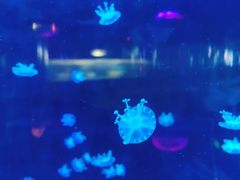 -苏州海洋馆