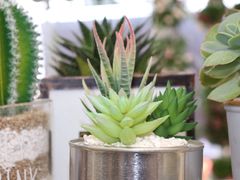 -荷兰花海