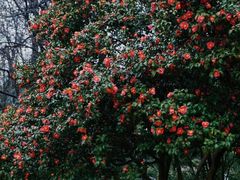 -玄武湖景区-情侣园游乐场