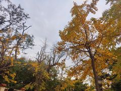 -八大关景区
