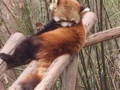 -成都大熊猫繁育研究基地