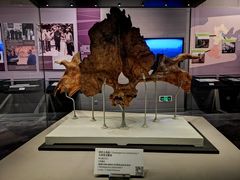 -北京周口店北京人遗址博物馆
