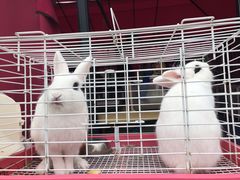 -季高兔窝窝亲子园(上海薰衣草公园店)