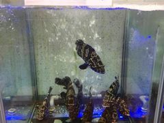 -旅南活海鲜-屏东(墾丁海鮮，海鮮餐廳，墾丁團體合菜，平價熱炒，墾丁熱炒店，活海鮮推薦，在地海鮮餐廳)