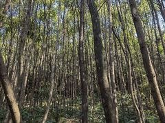 -青龙山国家森林公园