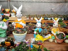 -龙大花卉苗木市场