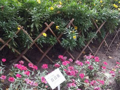 android_upload_pic-紫竹院公园冰场