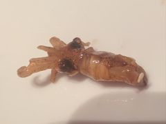 -珍宝海鲜JUMBO Seafood(北京SKP店)