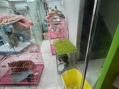 -唐小姐の猫狗洗护·购宠旗舰店(周浦万达店)