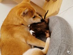 -浣熊柯尔鸭土拨鼠·电玩咖