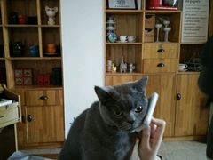 -猫咖时代(中山亭店)