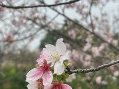 -天适樱花悠乐园