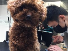 -帕帕拉兹宠物(亚洲旗舰店)