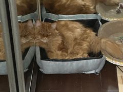 -猫十亿·布偶金渐层·曼基康矮脚猫舍(青年路店)